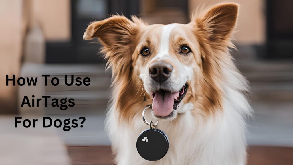 How To Use AirTags For Dogs